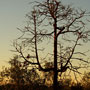 Dawn near South Alligator