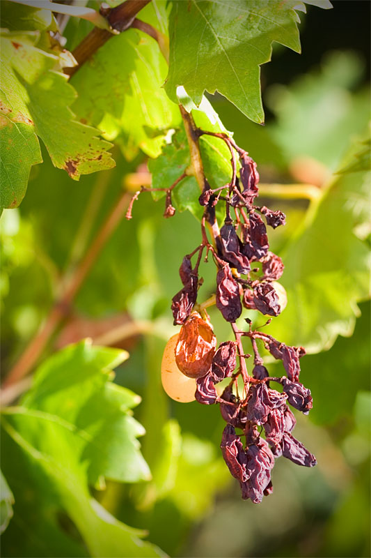 forgotten fruit: grapes