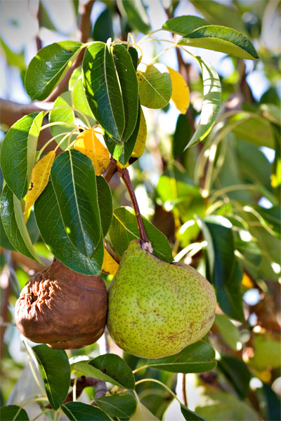 forgotten fruit: pears