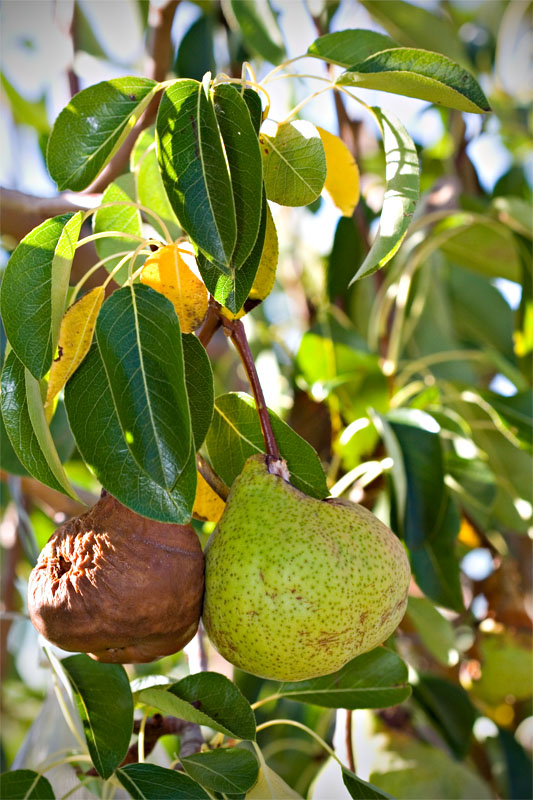 forgotten fruit: pears