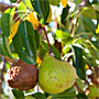 forgotten fruit: pears
