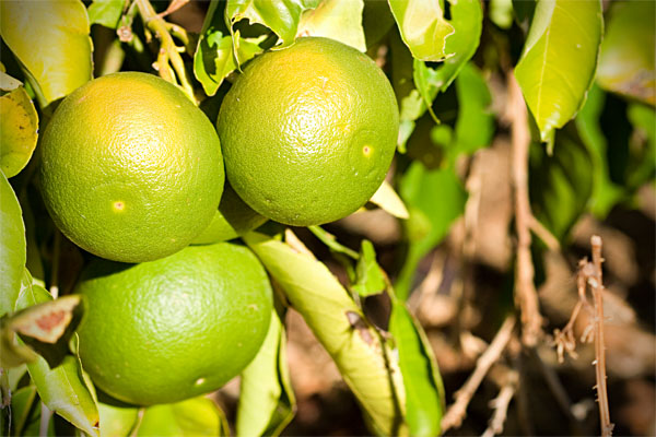 immature oranges