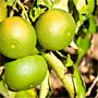 immature oranges
