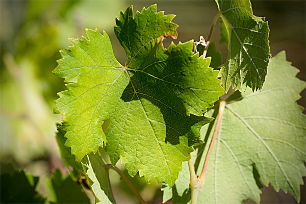 grapevine leaf