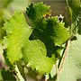 grapevine leaf