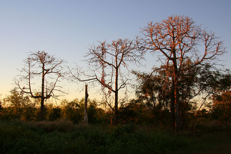 Dawn near South Alligator