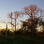 Dawn near South Alligator