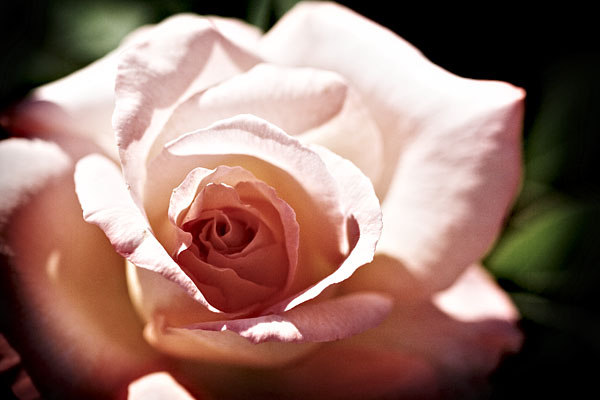 pink rose