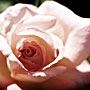 pink rose