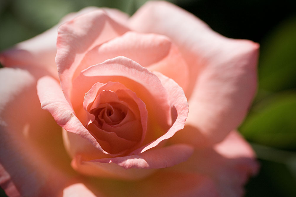 pink rose