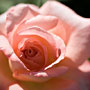 pink rose