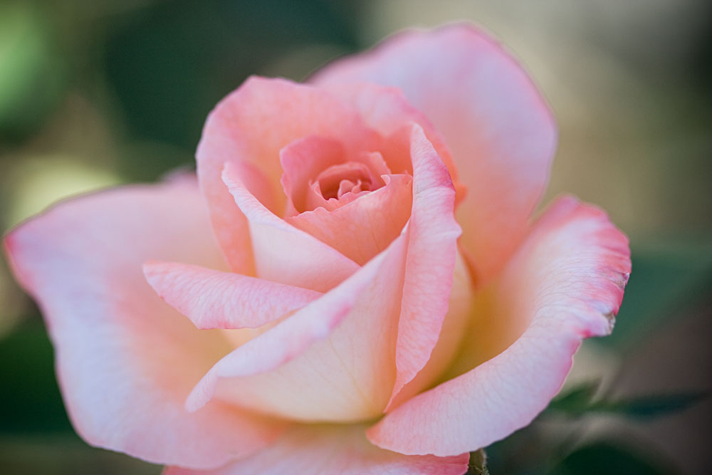 pink rose