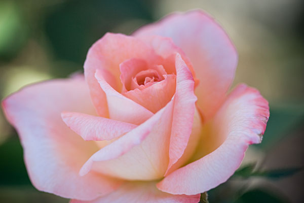 pink rose