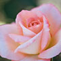 pink rose