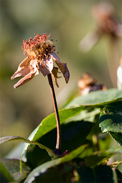 the remains of a rose