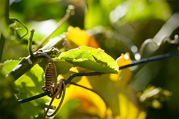 passionfruit vine entined