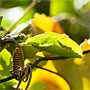 passionfruit vine entined