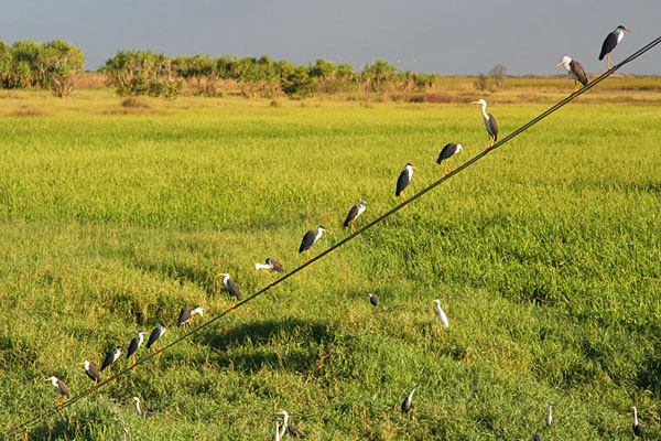 Birds on a wire