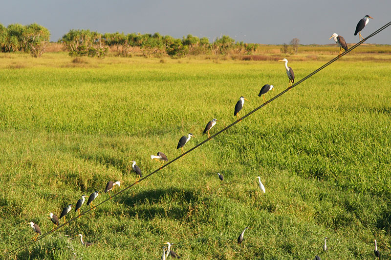 Birds on a wire