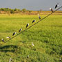 Birds on a wire