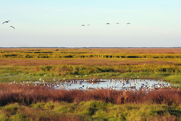 birds and water