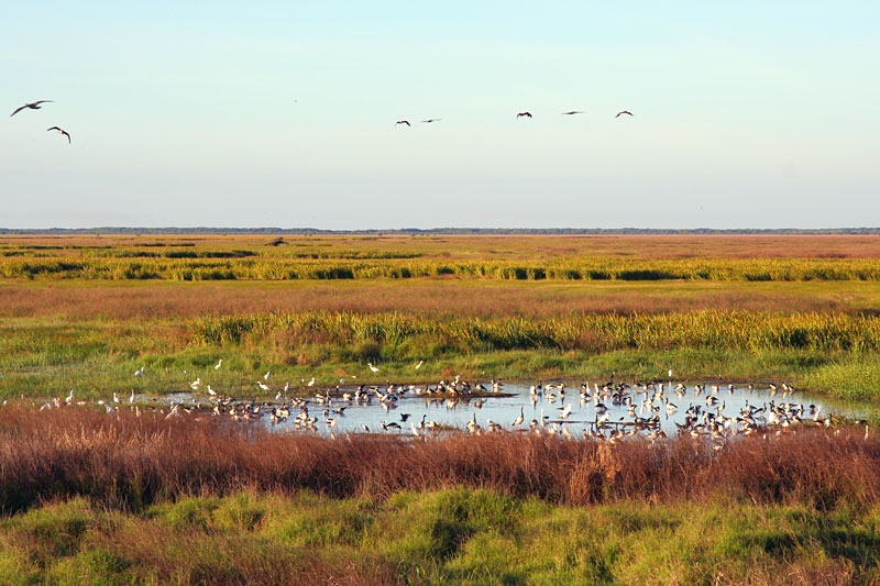 birds and water
