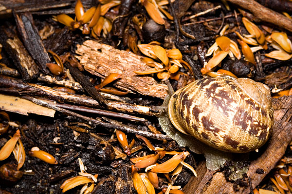 snail and mulch