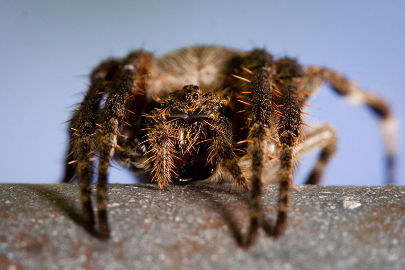spider keeping watch