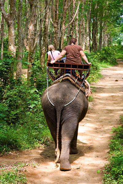 elephant trekking