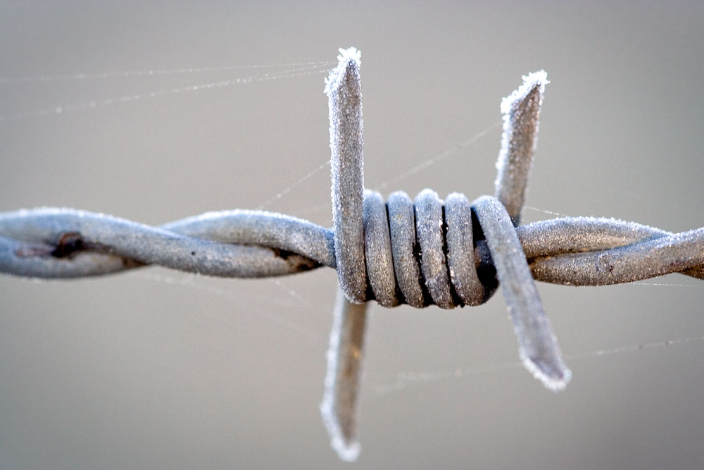 Barbed Wire Frost