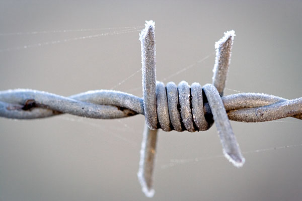 Barbed Wire Frost