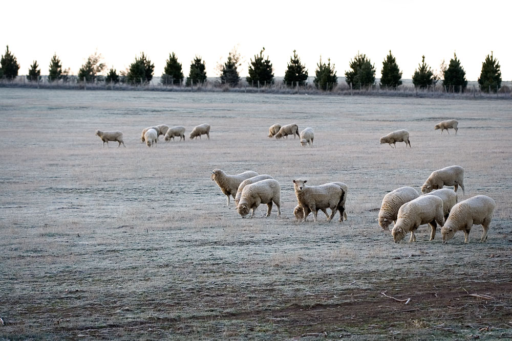 frosty grass
