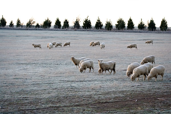 frosty grass