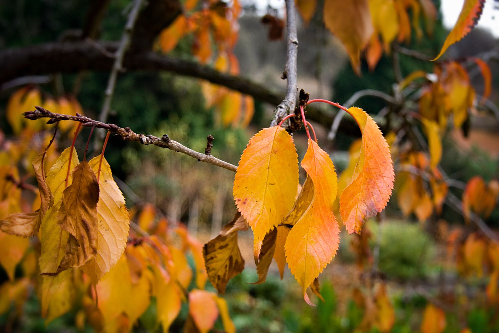 autumn orange