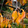 autumn orange