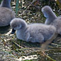 cygnets