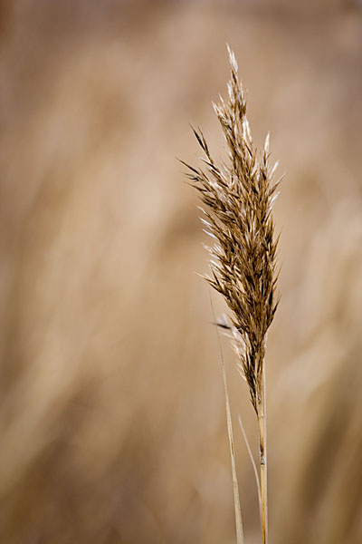 grass detail