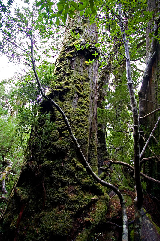 moss-covered tree