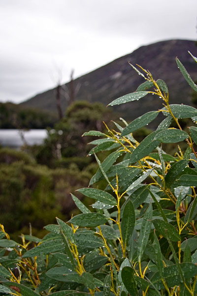 rain drops on Tasmanian Snow Gum leaves