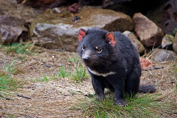 Tasmanian Devil