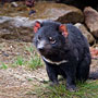Tasmanian Devil