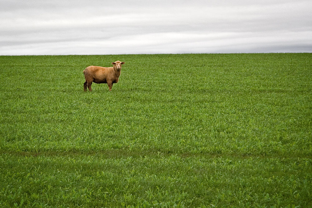 lone sheep