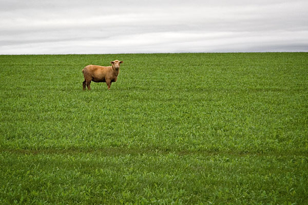 lone sheep