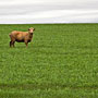 lone sheep