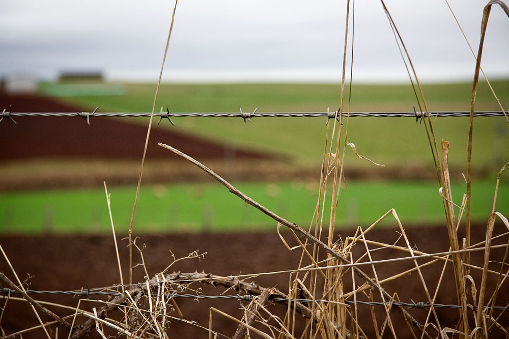 barbed wire fence