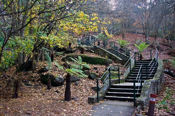the Maple Steps