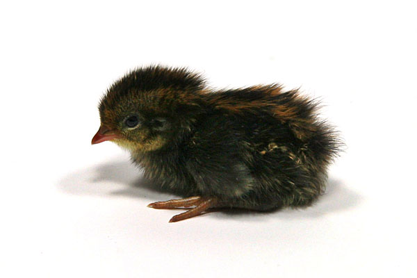 One-day old baby quail