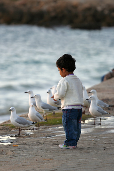 young boy feeding the seagulls