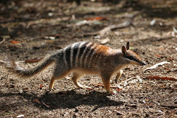 'Numbat' - sold to a publisher for use in a college textbook