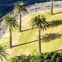 palm trees and shadows (Sydney Harbour photoshoot)